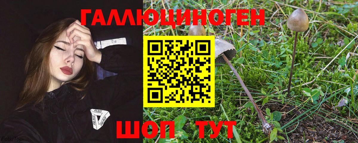 Магадан  Псилоцибиновые грибы мицелий  Вход с VPN  Галлюциногенные грибы Psilocybe 